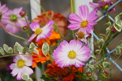 大高緑地公園にて　