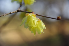 蝋梅