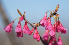 寒緋桜