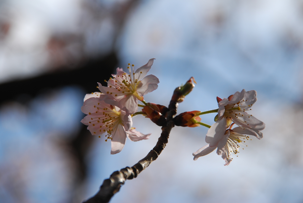 支那実桜