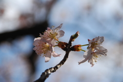 支那実桜