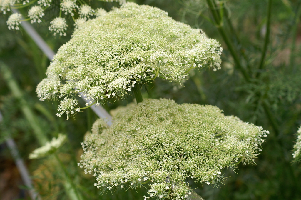 にんじん（採種用）