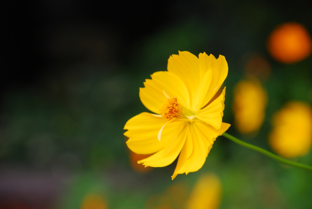 キバナコスモス