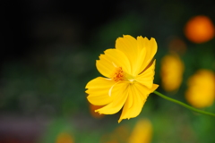 キバナコスモス