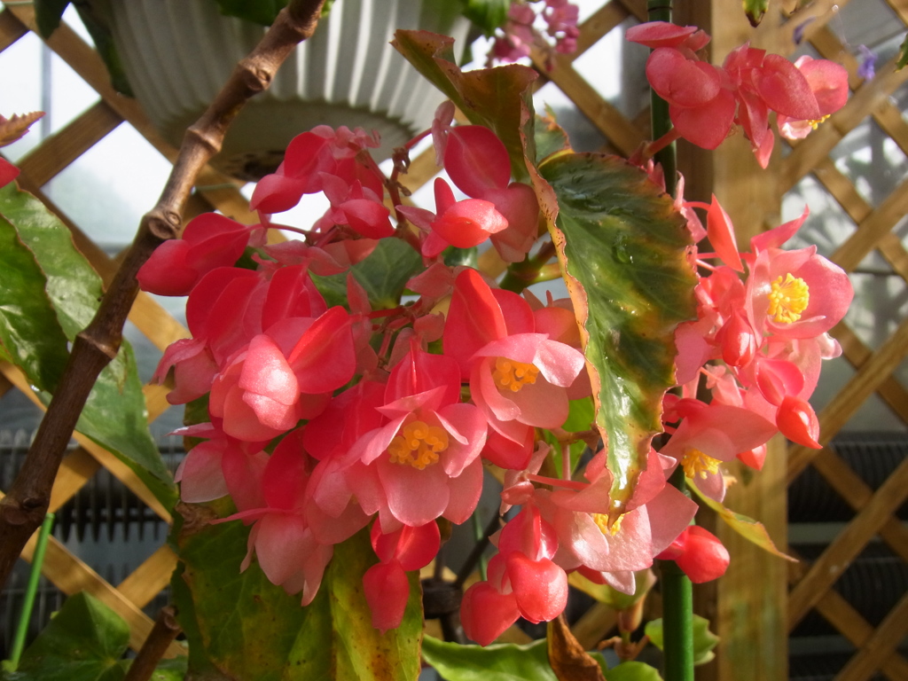 木立性ベゴニア　ジョー・ロード