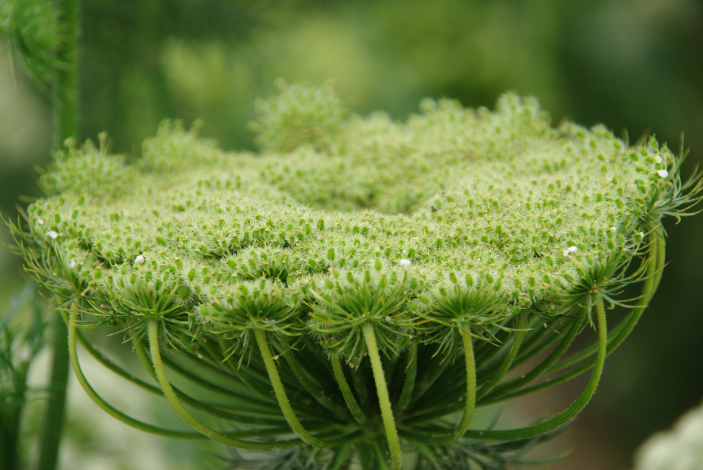 ニンジン（採種用・八事五寸）