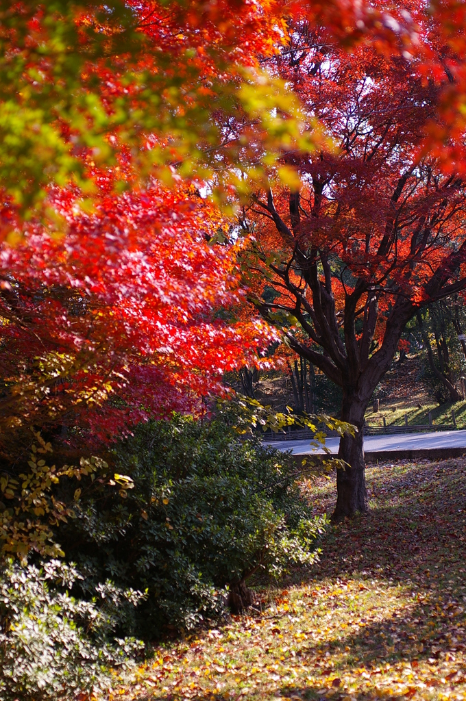 大高緑地公園にて