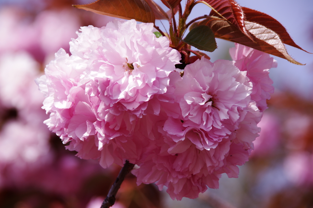 八重桜