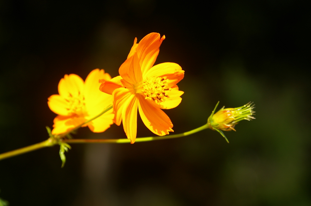 キバナコスモス