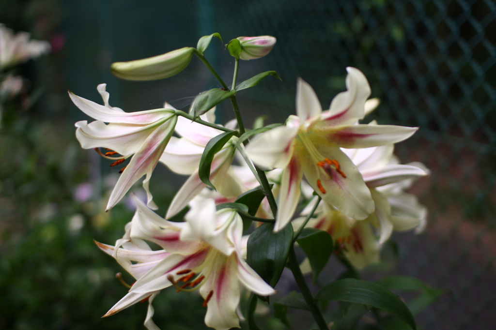 名古屋市農業センターにて　