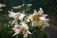 名古屋市農業センターにて　