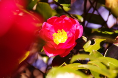 山茶花