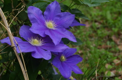 クレマチス（藤娘）