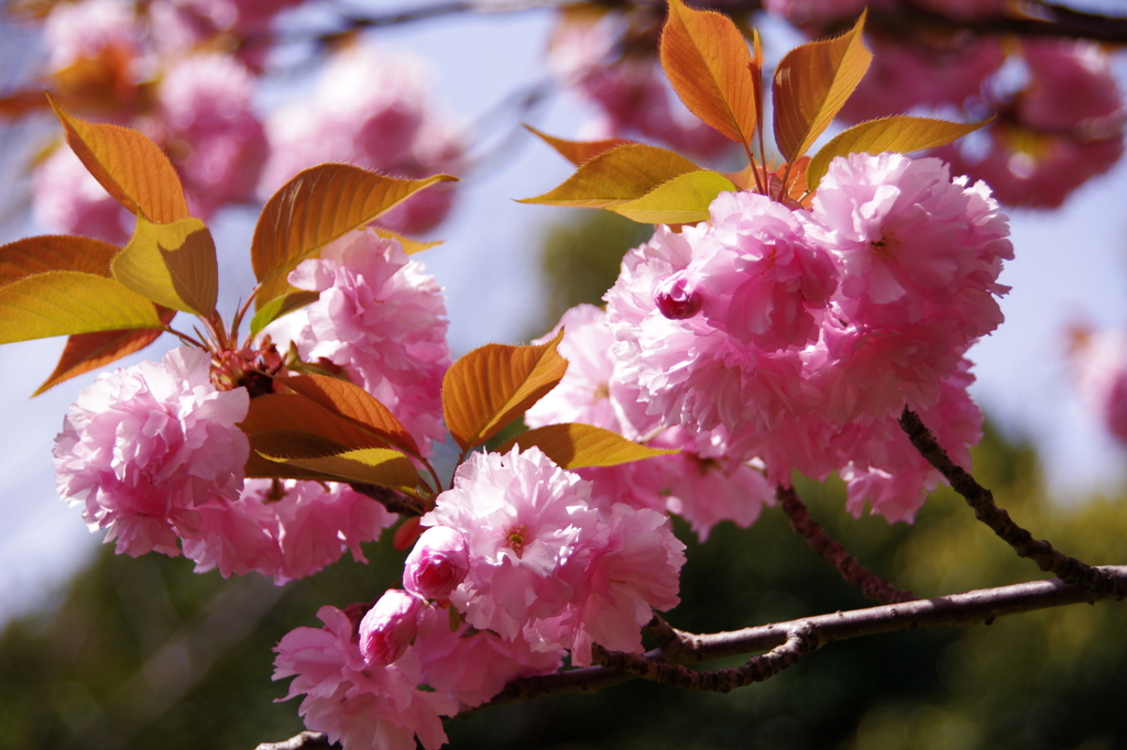 八重桜