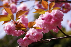 八重桜