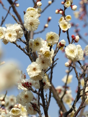 大高緑地公園にて