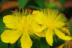 ヒペリカム・カリシナム