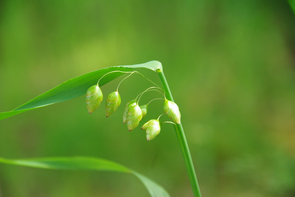 小判草