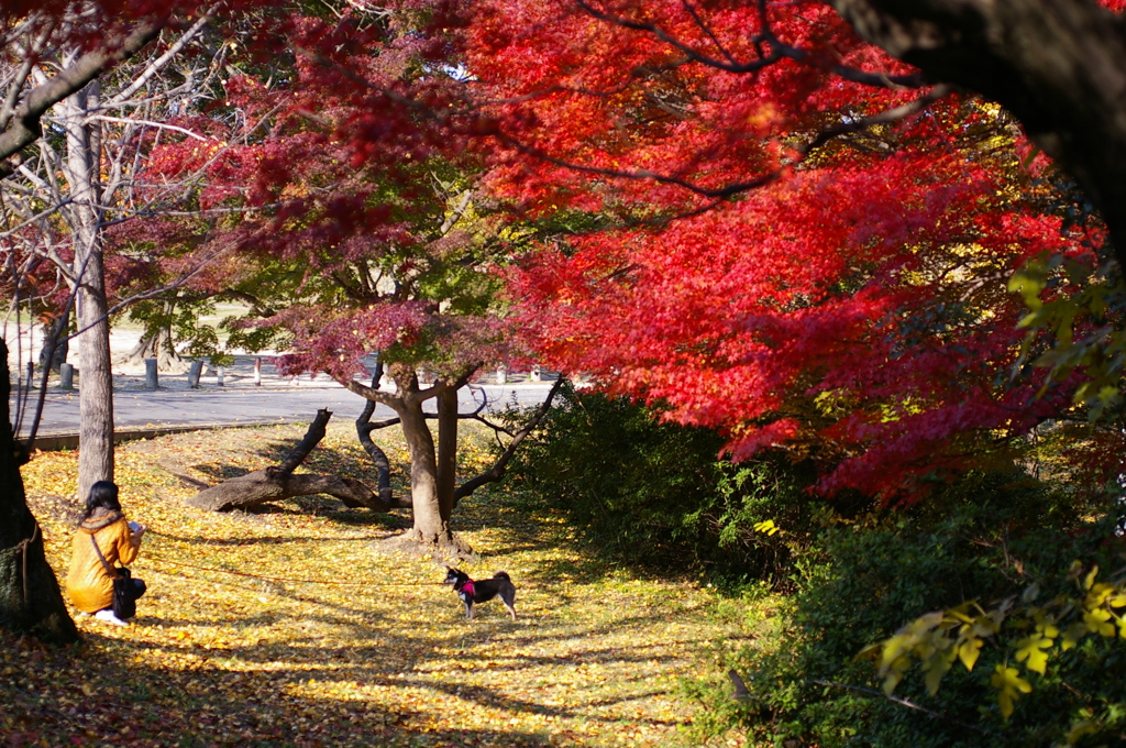 愛犬と私そして・・・紅葉