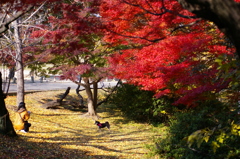 愛犬と私そして・・・紅葉