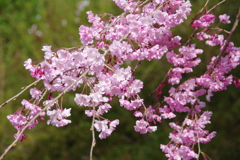 枝垂れ桜