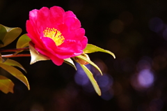 山茶花