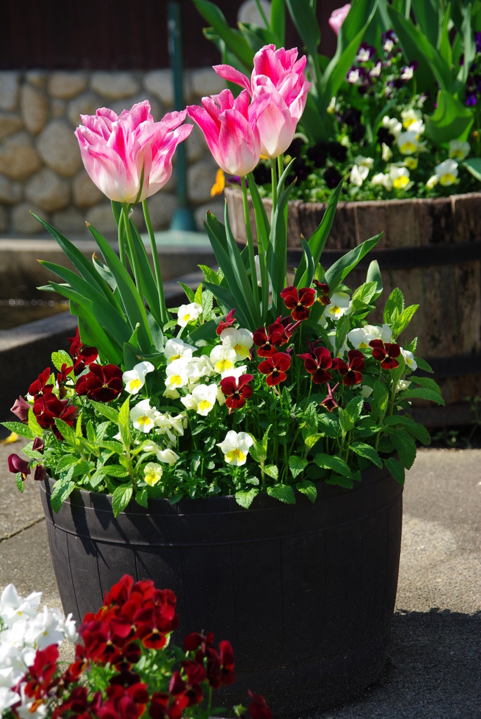 名古屋市農業センターにて　