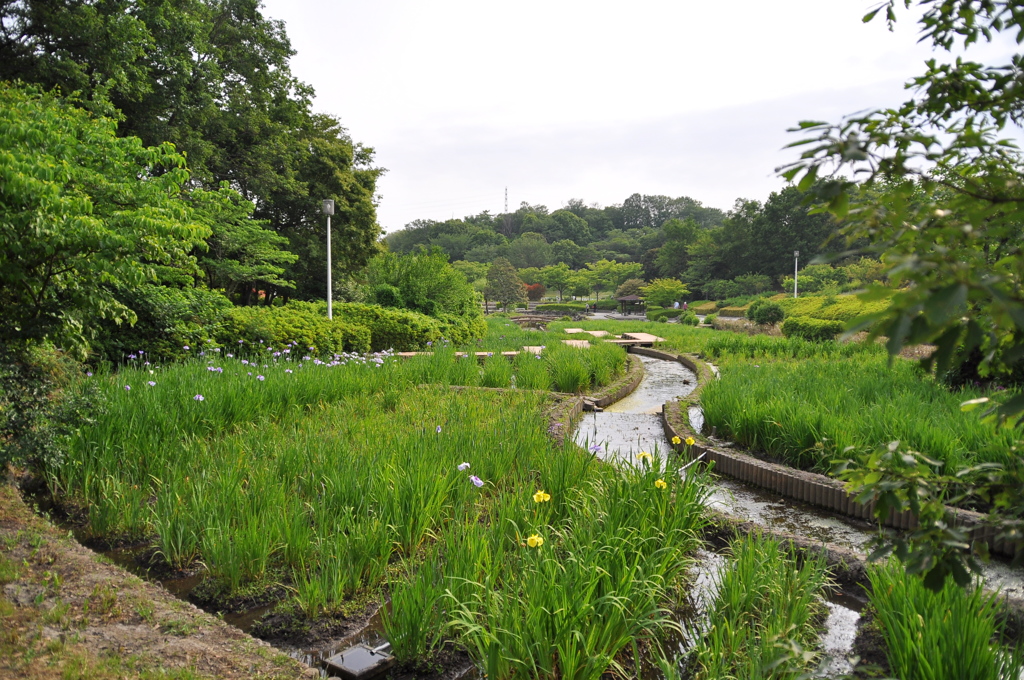 ぼちぼち咲き始めました