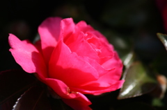 山茶花