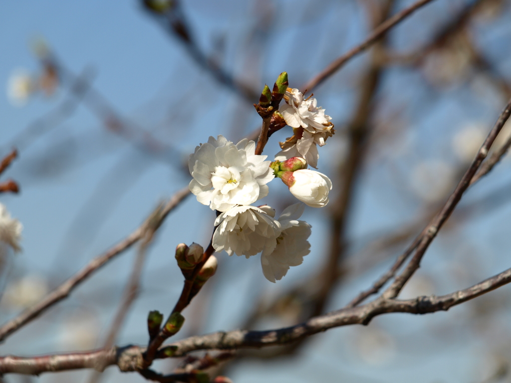 冬桜