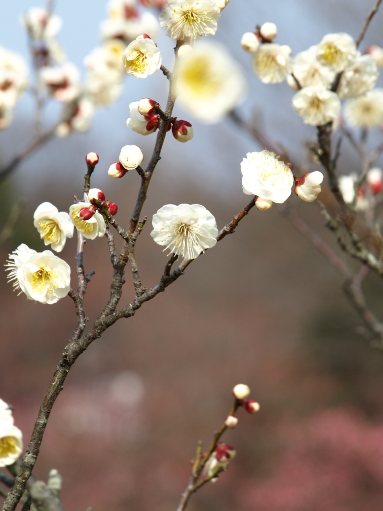 大高緑地公園にて