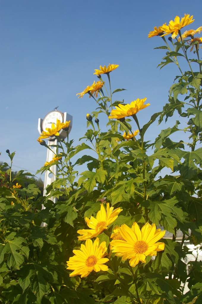 チトニアガリバー