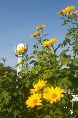 チトニアガリバー