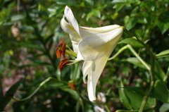 白く咲くのは♪～