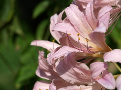 名古屋市農業センターにて　