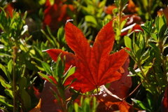 落ちてなお美しく