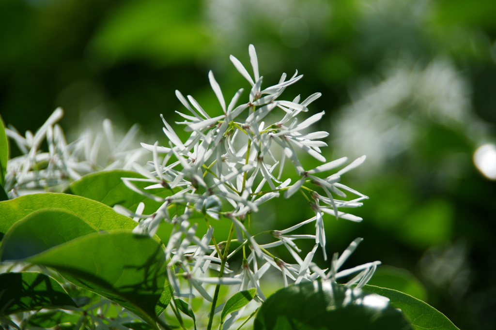 ナンジャモンジャ