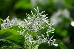 ナンジャモンジャ