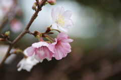 冬桜
