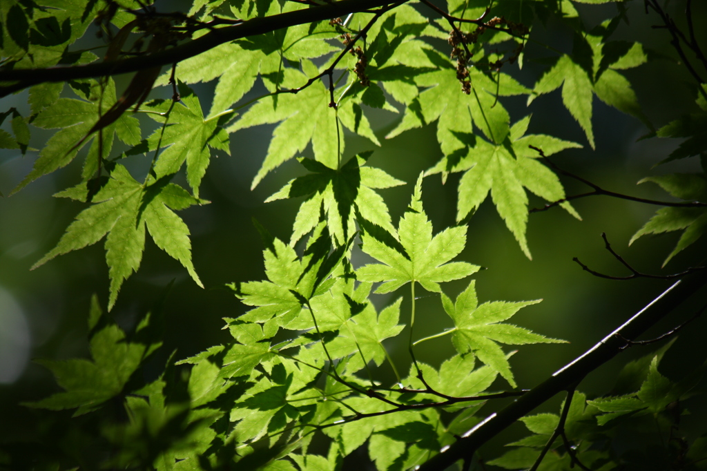 若葉の季節
