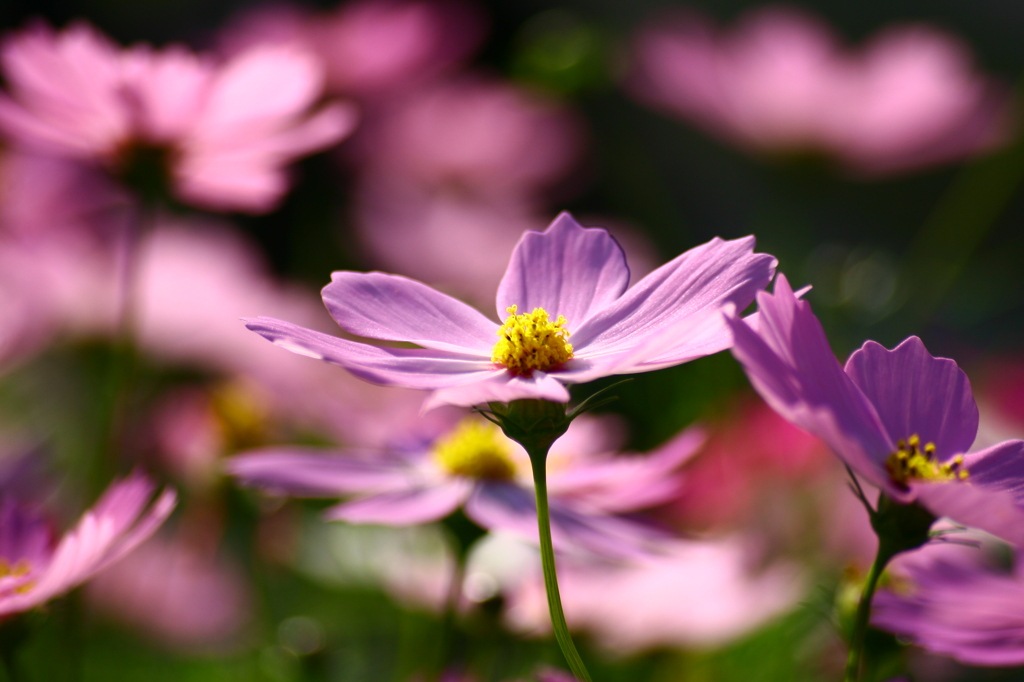 秋櫻に逢いたくて