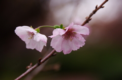冬桜