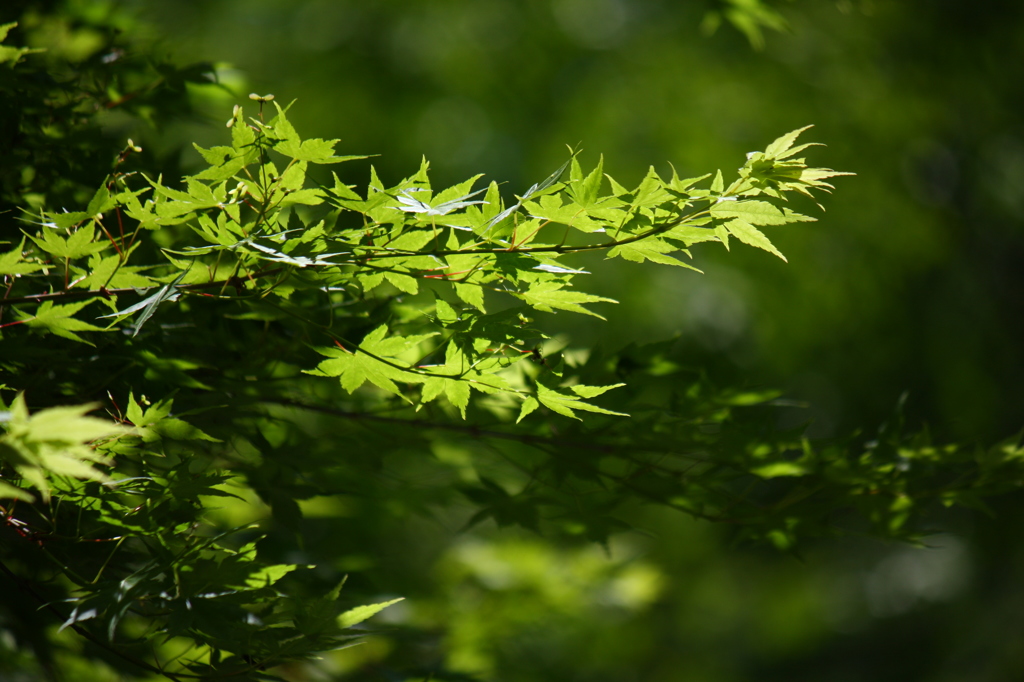 新緑の輝き