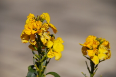 菜の花