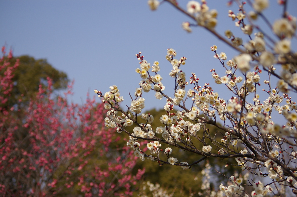 大高緑地公園にて