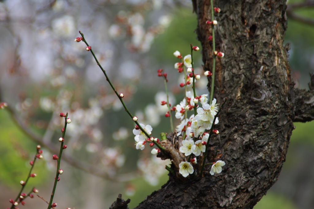 大高緑地公園にて　