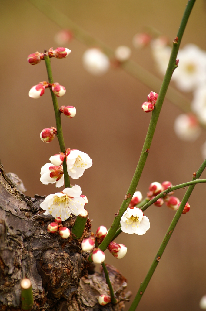 大高緑地公園にて　