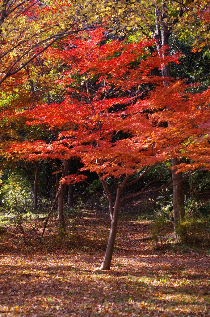 大高緑地公園にて