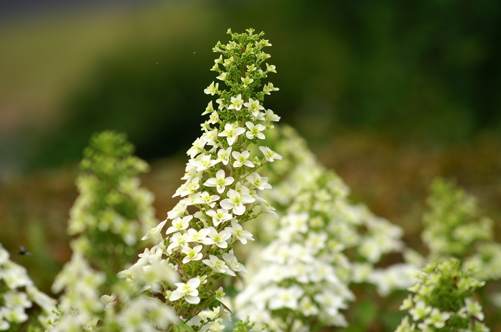 名古屋市農業センターにて