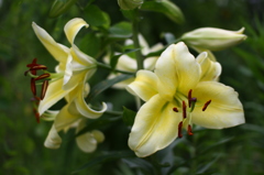 名古屋市農業センターにて　